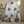 Tiny Tiger Waffle Baby Towel