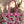 Rosy Bloom Quilted Tote Bag