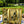Golden Trail - Tote Bag
