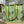 Green Stripe - Tote Bag