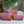 Quilted Pouch Trio - Pink Safari