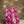 Quilted Vanity Set - Tropical Blush