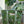 Emerald Safari Quilted Tote Bag